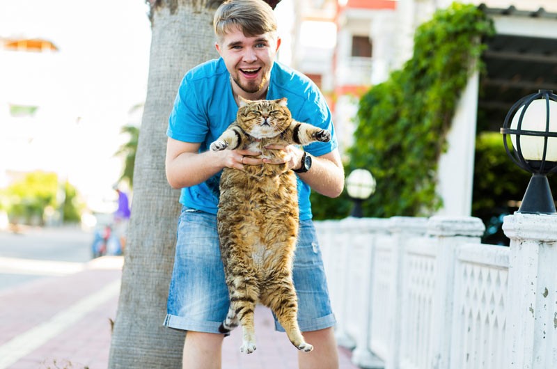 ぽっちゃり猫好き悶絶 超キュンとくる デブ猫 画像14選 Posibig ポジビッグ